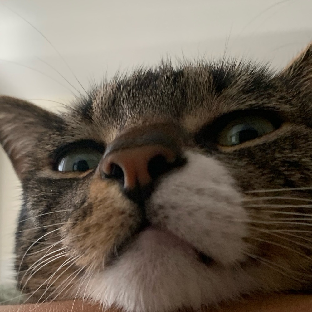 Meet your Posher, Siwei